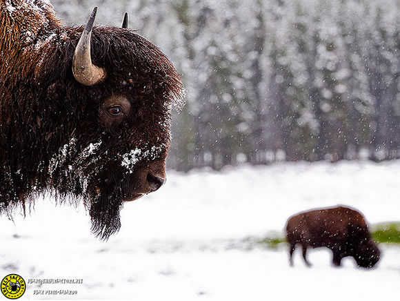 Exposición fotográfica de Juan Pérez-Fajardo - Yellowstone 2 Exposición fotográfica de Juan Pérez-Fajardo - Yellowstone 2